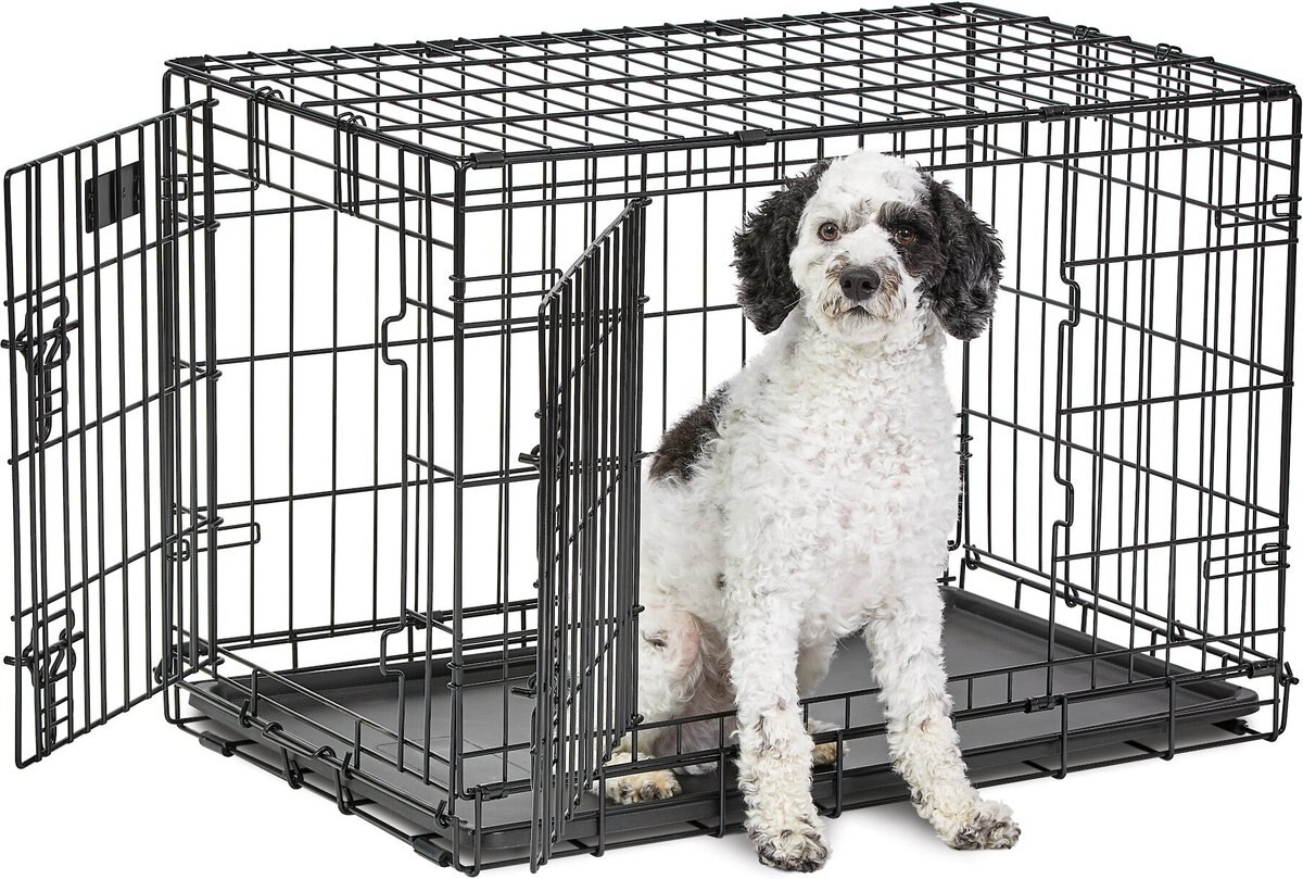 Black and white dog in a safe and secure wire dog crate.