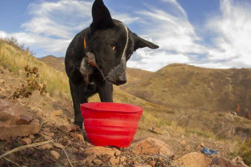 Show full view: Kurgo Collaps-A-Bowl Pet Bowl, Red slide 3 of 7
