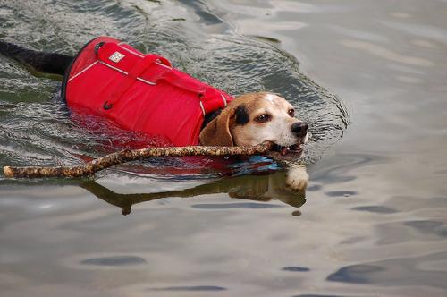 Show full view: Kurgo Surf-n-Turf Dog Life Jacket, Small slide 7 of 13