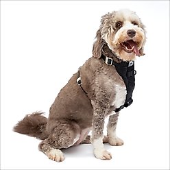 Chewy kurgo deals