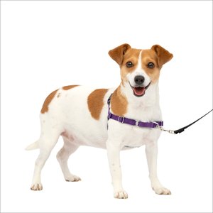 PetSafe Easy Walk Dog Harness, Purple/Black, Small