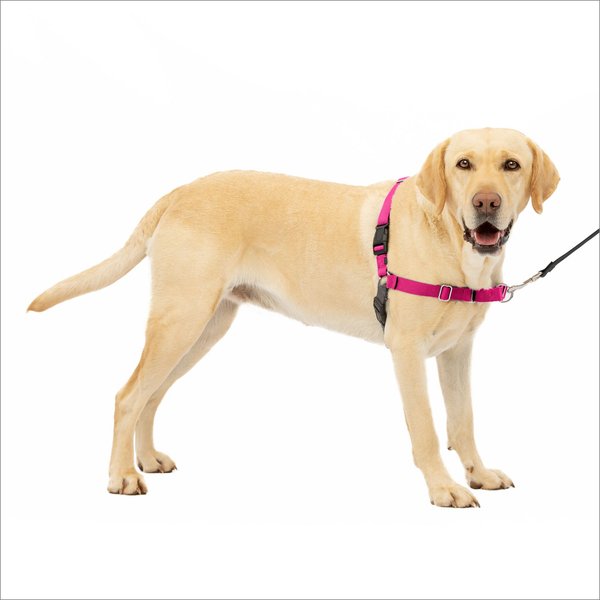 PetSafe Easy Walk Dog Harness, Raspberry/Gray, Large slide 1 of 11