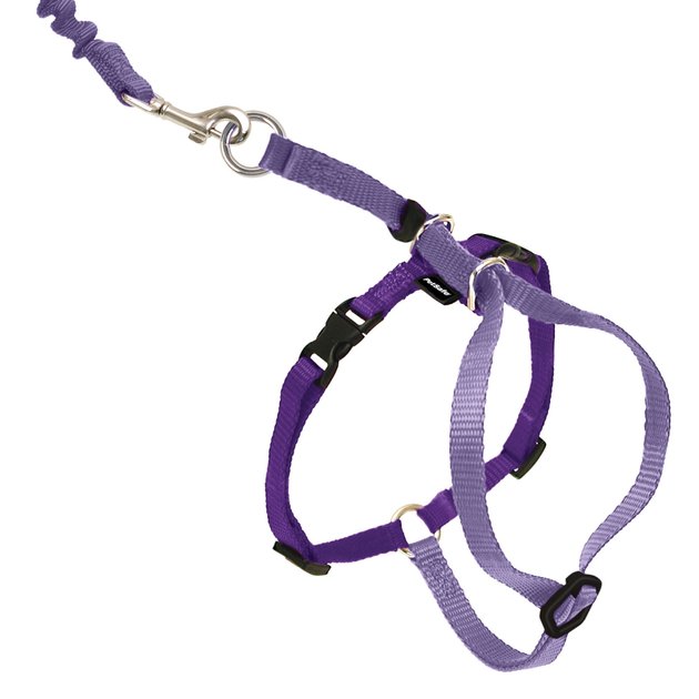 Bungee leash for small mini Poodle Forum