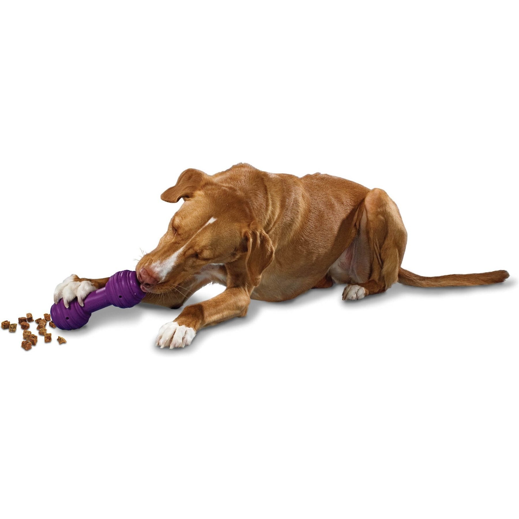 Premier Pet  Busy Buddy Jack Chew Dog Fetch Toy