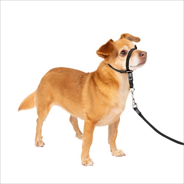 PetSafe Gentle Leader Padded No Pull Dog Headcollar, Black, Petite: 6 to 8.5-in neck slide 1 of 11