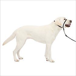 PetSafe Gentle Leader Padded No Pull Dog Headcollar