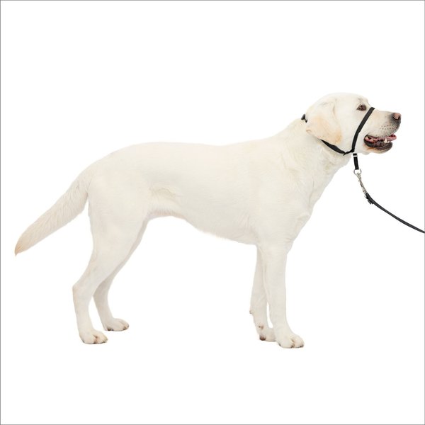 PetSafe Gentle Leader Padded No Pull Dog Headcollar, Black, Large: 11 to 24-in neck slide 1 of 11