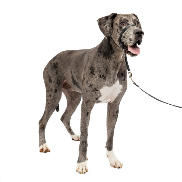 PetSafe Gentle Leader Padded No Pull Dog Headcollar, Black, X-Large: 12 to 28-in neck slide 1 of 11
