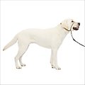 PetSafe Gentle Leader Padded No Pull Dog Headcollar, Fawn, Large: 11 to 24-in neck