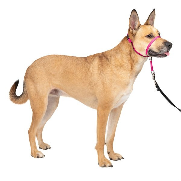 PetSafe Gentle Leader Padded No Pull Dog Headcollar, Raspberry, Medium: 9 to 19-in neck slide 1 of 11