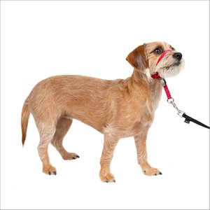 PetSafe Gentle Leader Padded No Pull Dog Headcollar, Red, Small: 7 to 15-in neck