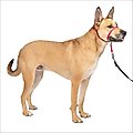 PetSafe Gentle Leader Padded No Pull Dog Headcollar, Red, Medium: 9 to 19-in neck