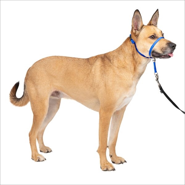 PetSafe Gentle Leader Padded No Pull Dog Headcollar, Royal Blue, Medium: 9 to 19-in neck slide 1 of 11