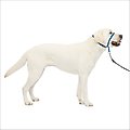 PetSafe Gentle Leader Padded No Pull Dog Headcollar, Royal Blue, Large: 11 to 24-in neck
