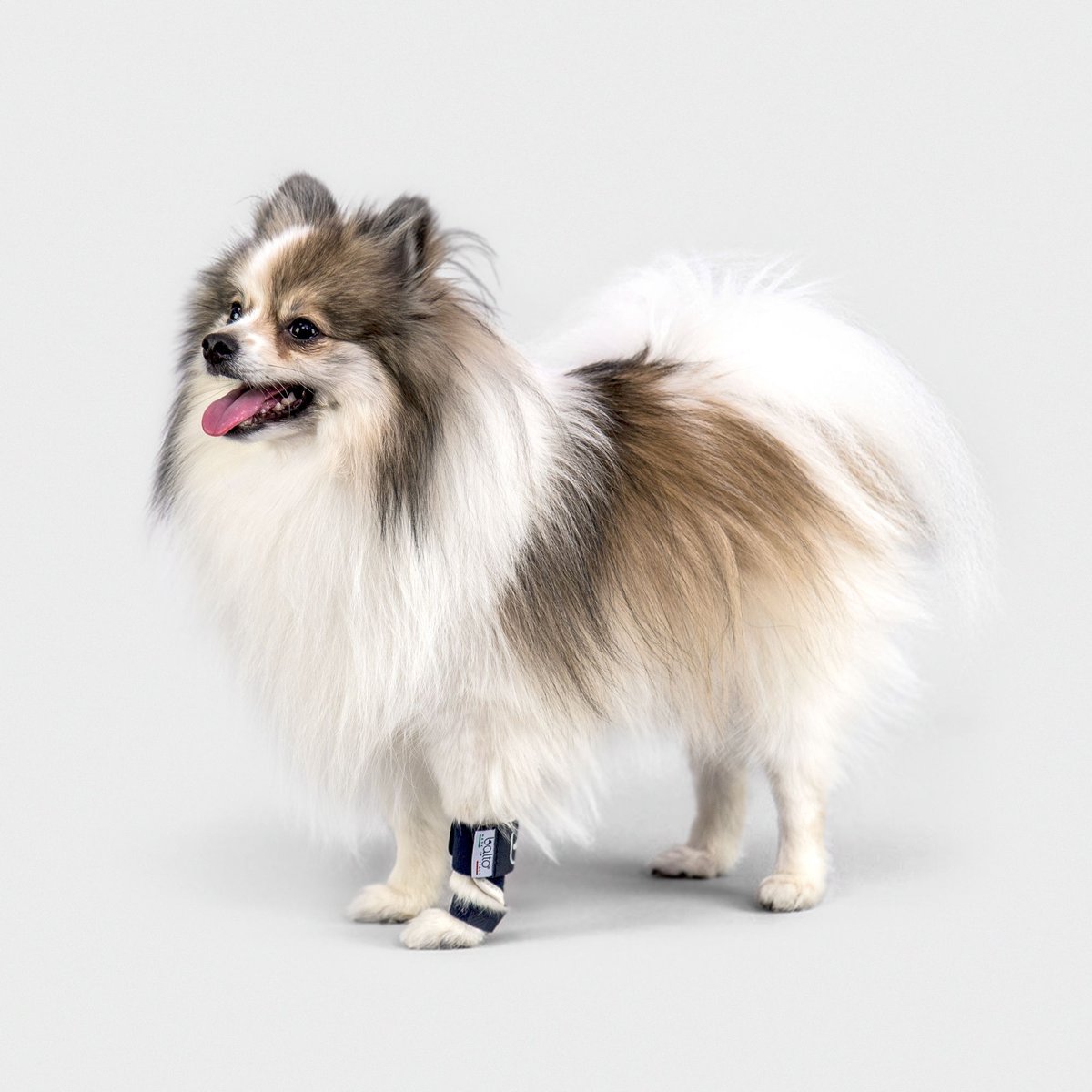 Balto Carpal/Tarsal Dog Laxity Splint