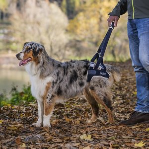 Balto Up Rear Dog Harness Support, Medium