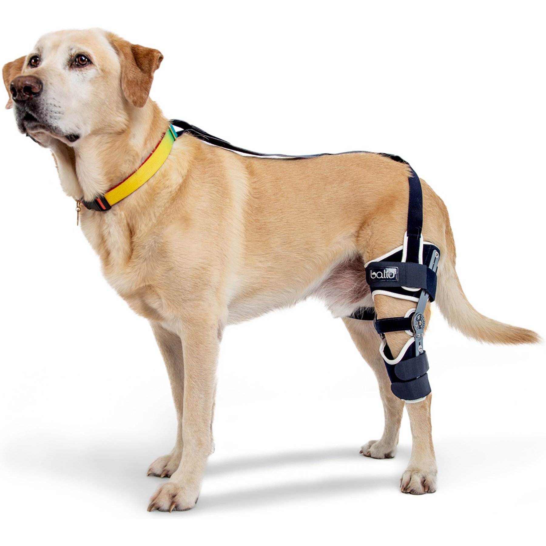 BALTO Ligatek Adjustable Hinged Dog Knee Brace, Small- Right - Chewy.com