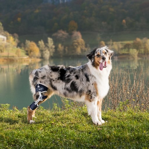Balto Ligatek Adjustable Hinged Dog Knee Brace, Large- Right