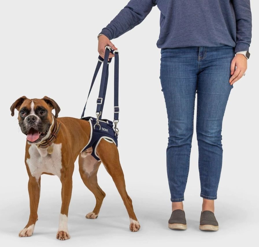 BALTO Life Hip Dysplasia Dog Brace Customer Questions