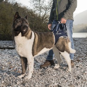 Balto Life Hip Dysplasia Dog Brace, Large