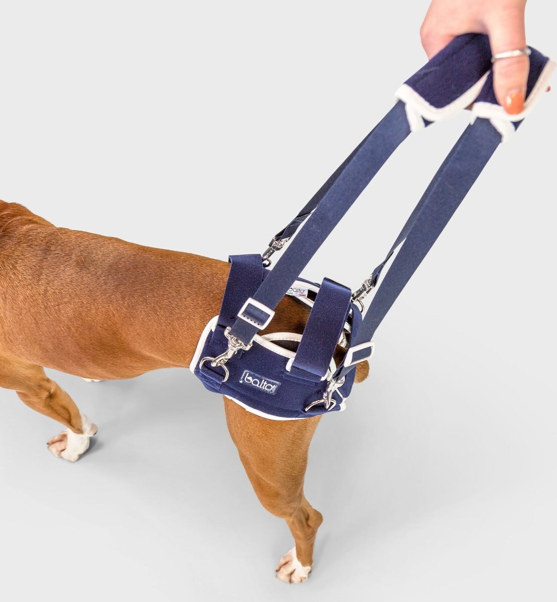 Dog hip brace for hip outlet dysplasia