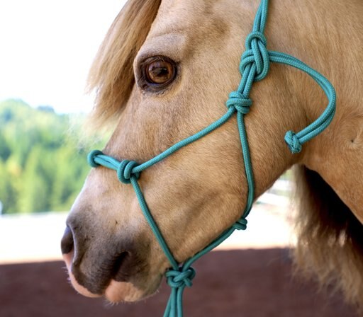 Star Point Horsemanship Mini-Pony-Livestock 4 Knot Rope Halter & 8-ft Lead Set, Teal, Medium