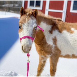 Star Point Horsemanship Mini-Pony-Livestock 4 Knot Rope Halter & 8-ft Lead Set, Raspberry, Small