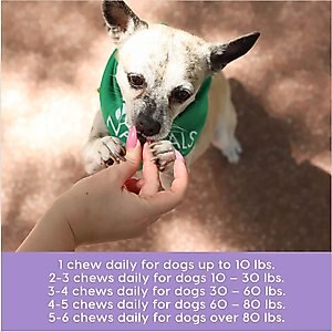Ark Naturals Gray Muzzle Brain's Best Friend Soft Chew Brain & Nervous System Supplement for Senior Dogs, 90 count