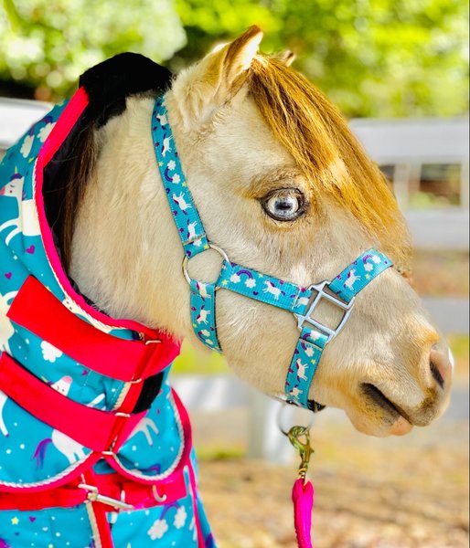 Out of Stock STAR POINT HORSEMANSHIP MiniPonyLivestock Printed