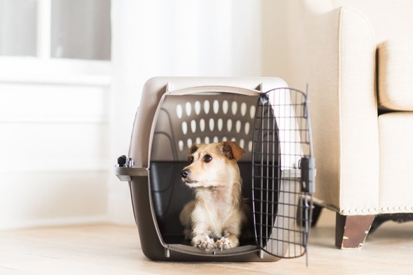 Petmate store dog crate