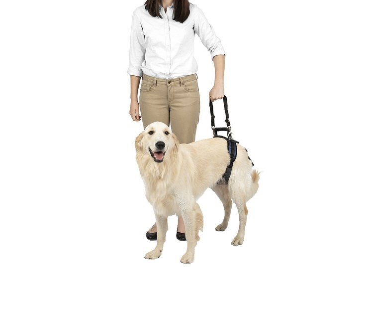 PETSAFE CareLift Rear Handicapped Support Dog Harness, Large