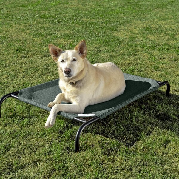 Coolaroo Steel-Framed Elevated Dog Bed, Brunswick Green, Medium slide 1 of 9