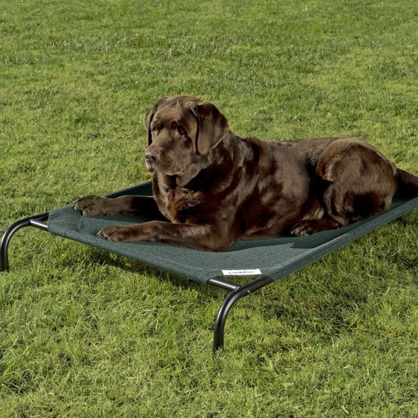 Coolaroo Steel-Framed Elevated Dog Bed, Brunswick Green, Large slide 1 of 9