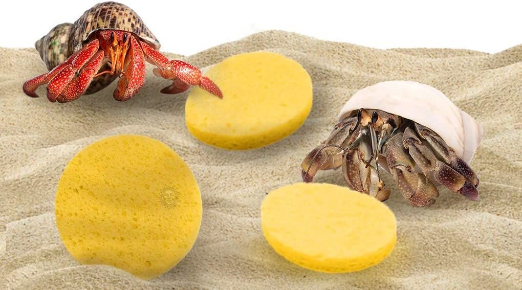 SUNGROW Hermit Crab Tank Humidity Control Sponge, Yellow, 3 count