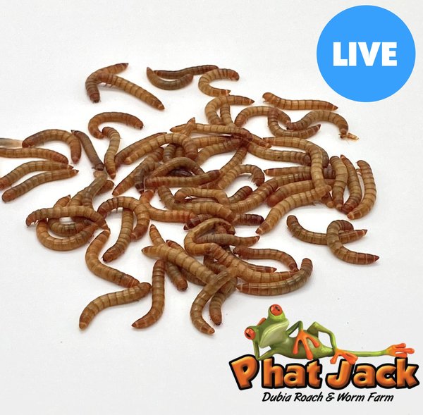 Phat Jack Farms Live Mealworms Reptile Treats, Medium, 1000 count slide 1 of 2