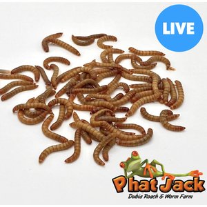 Phat Jack Farms Live Mealworms Reptile Treats, Medium, 2000 count