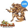 Phat Jack Farms Live Superworms Reptile Treats, Large, 500 count