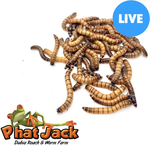 Phat Jack Farms Live Superworms Reptile Treats, Large, 1000 count slide 1 of 9