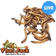 Phat Jack Farms Live Superworms Reptile Treats, Large, 1000 count