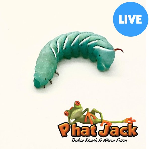 Phat Jack Farms Live Hornworms Reptile Treats, Small, 1-cup slide 1 of 3
