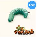 Phat Jack Farms Live Hornworms Reptile Treats, Small, 1-cup