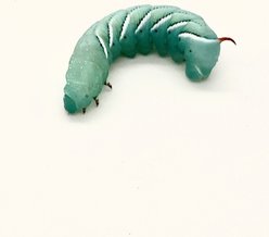 Phat Jack Farms Live Hornworms Reptile Treats, Small, 1-cup slide 2 of 3