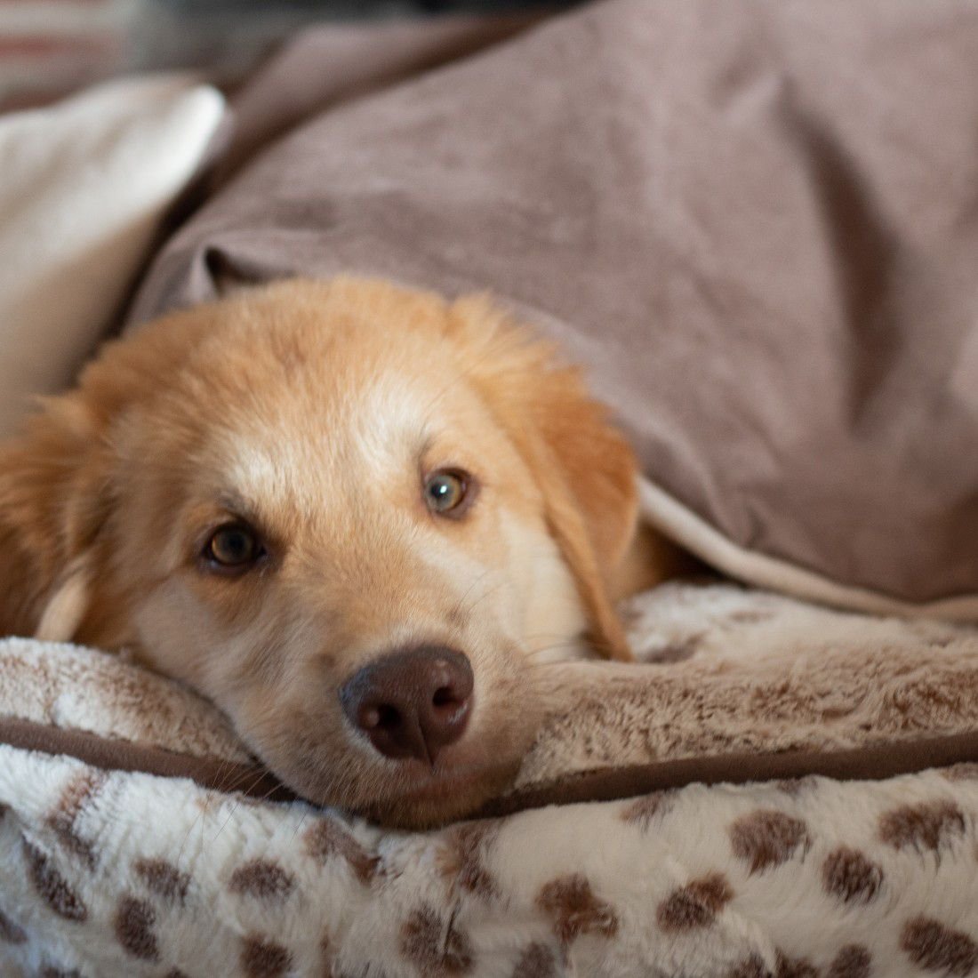 BuddyRest Soothe Weighted Dog Blanket