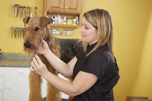 Show full view: Andis Steel Pet Comb, 7.5-in slide 4 of 8