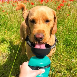 The 7 Best Portable Dog Water Bottles of 2024