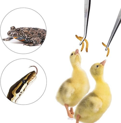 Vila Snake & Bearded Dragon Stainless Steel Reptile Feeding Tongs, Aquarium Long Tweezers, 2 count