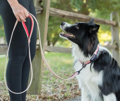 Show full view: Leash Boss Patterned Dog Collar, Beige/Red, Small slide 6 of 7