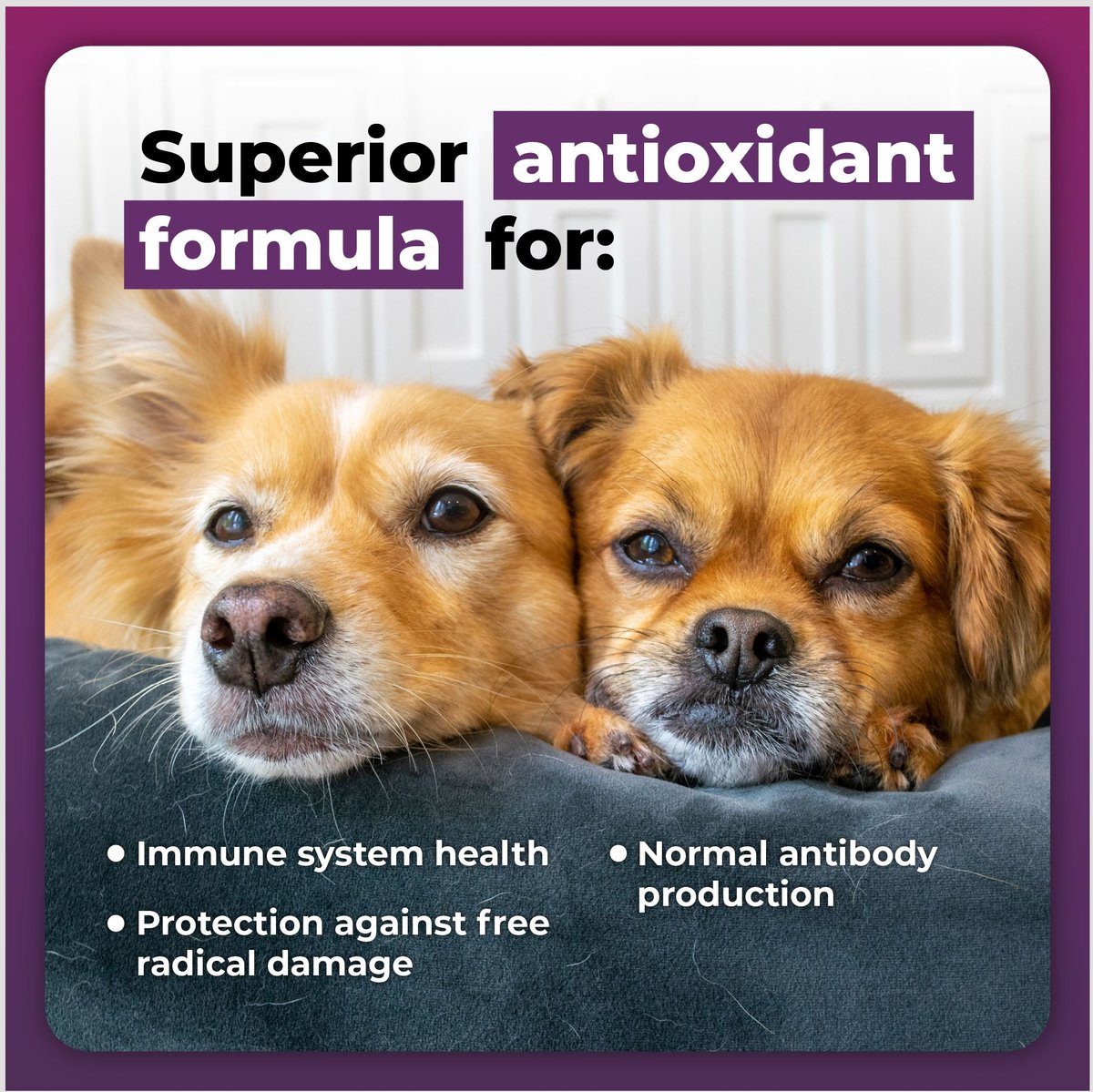 Immune support best sale for dogs