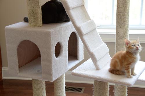 Show full view: Armarkat 77-in Faux Fleece Cat Tree & Condo, Ivory slide 5 of 12
