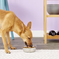 PetRageous Designs Cayman Classic Non-Skid Stainless Steel Dog & Cat Bowl, 1-cup slide 2 of 6